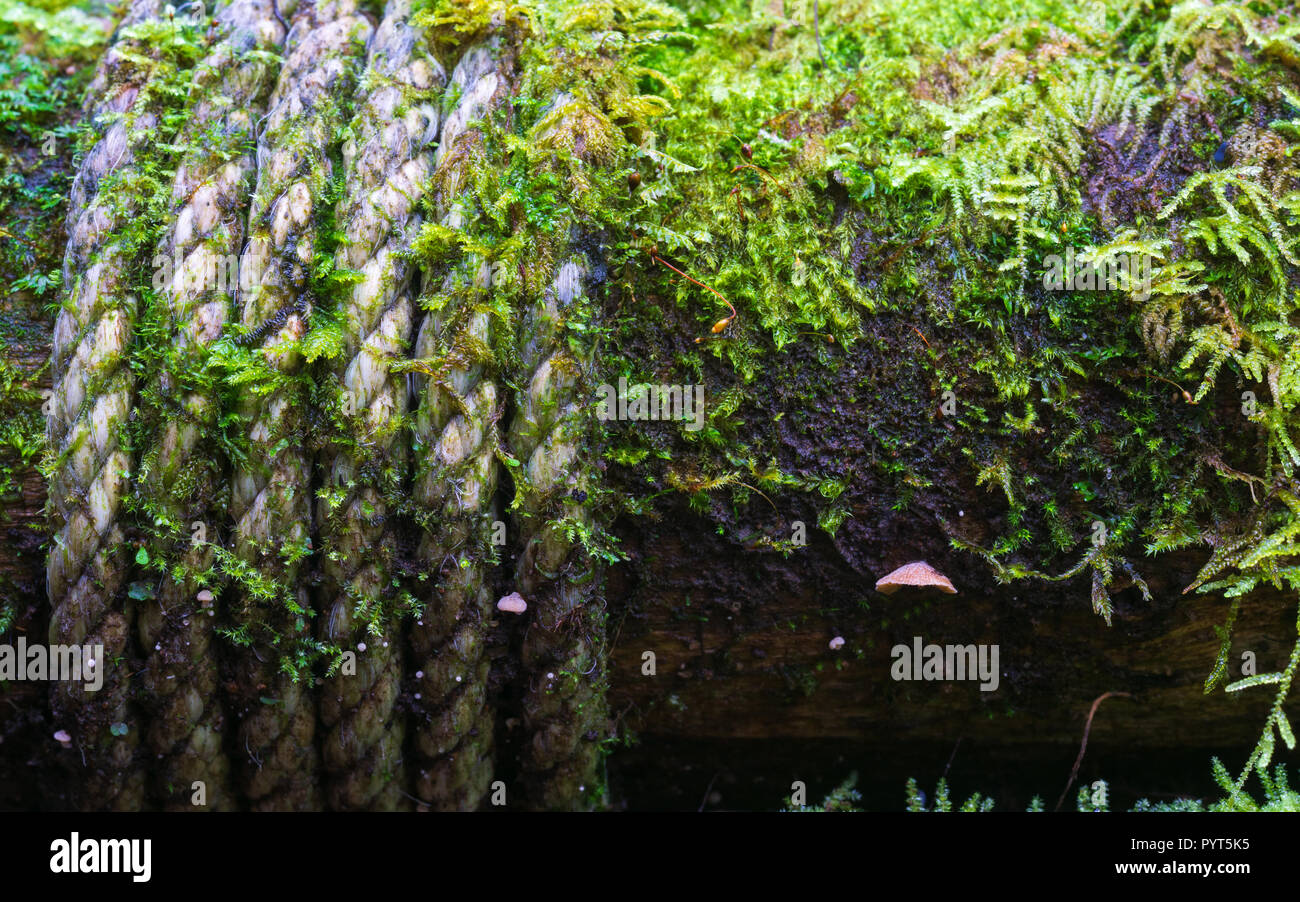 Close up of Rope and moss on a wood pillar of pathways at the Angka rain forest, Chiangmai, Thailand. Stock Photo