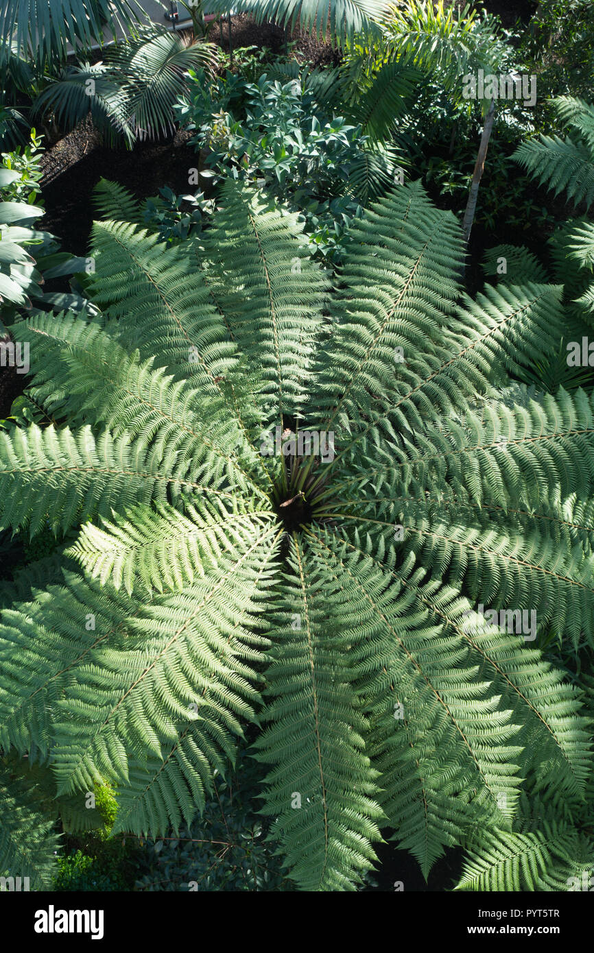 Tree fern in the newly refurbished Temperate House at Kew Gardens, London Stock Photo