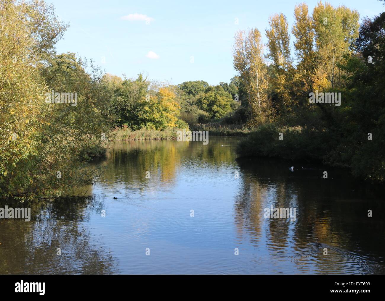 Mote Park , Maidstone , Kent Stock Photo Alamy