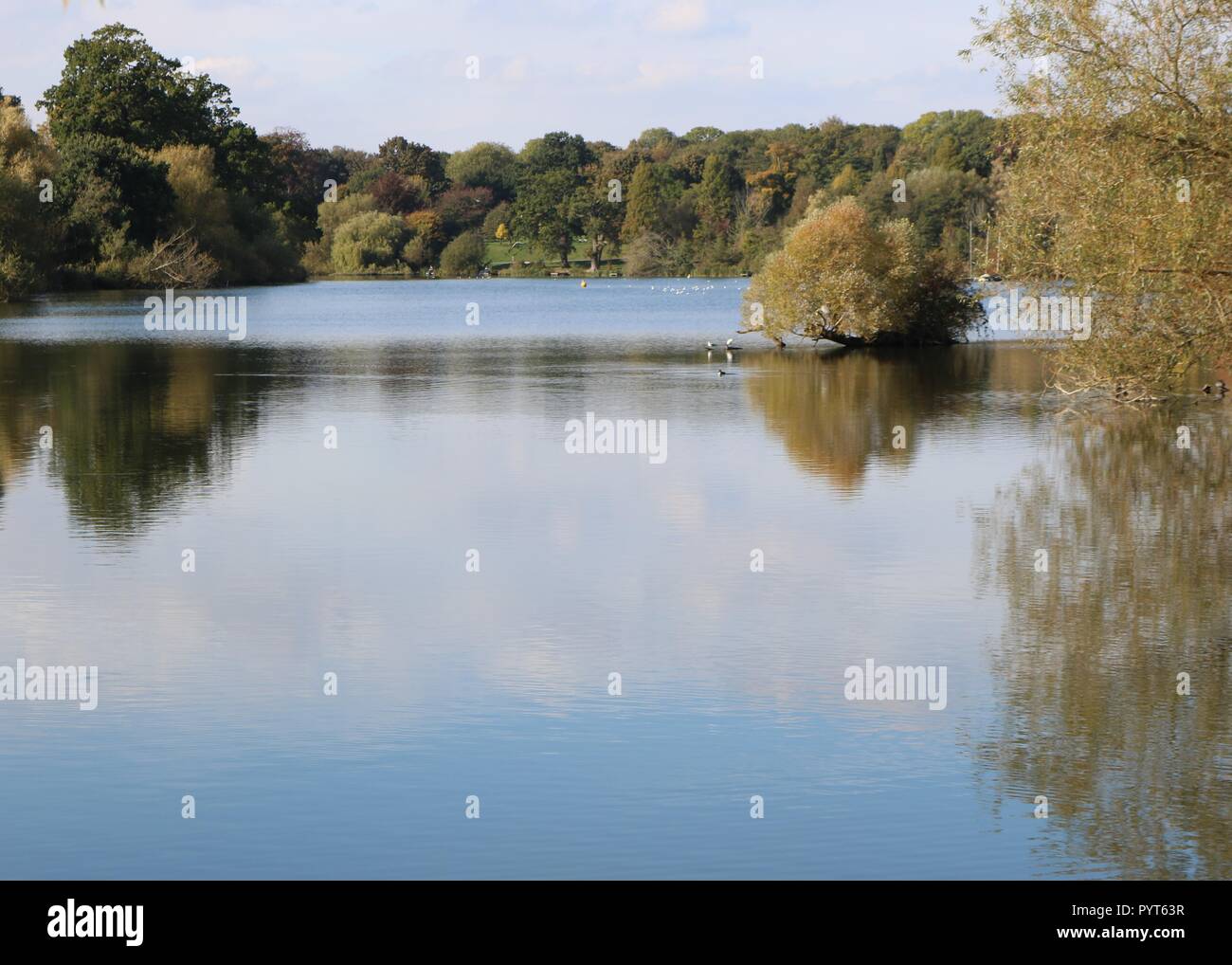 Mote Park , Maidstone , Kent Stock Photo Alamy