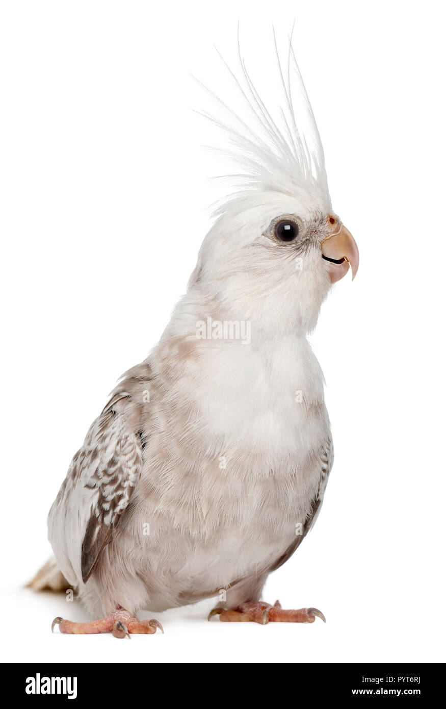Female Cockatiel, Nymphicus hollandicus, in front of white background ...