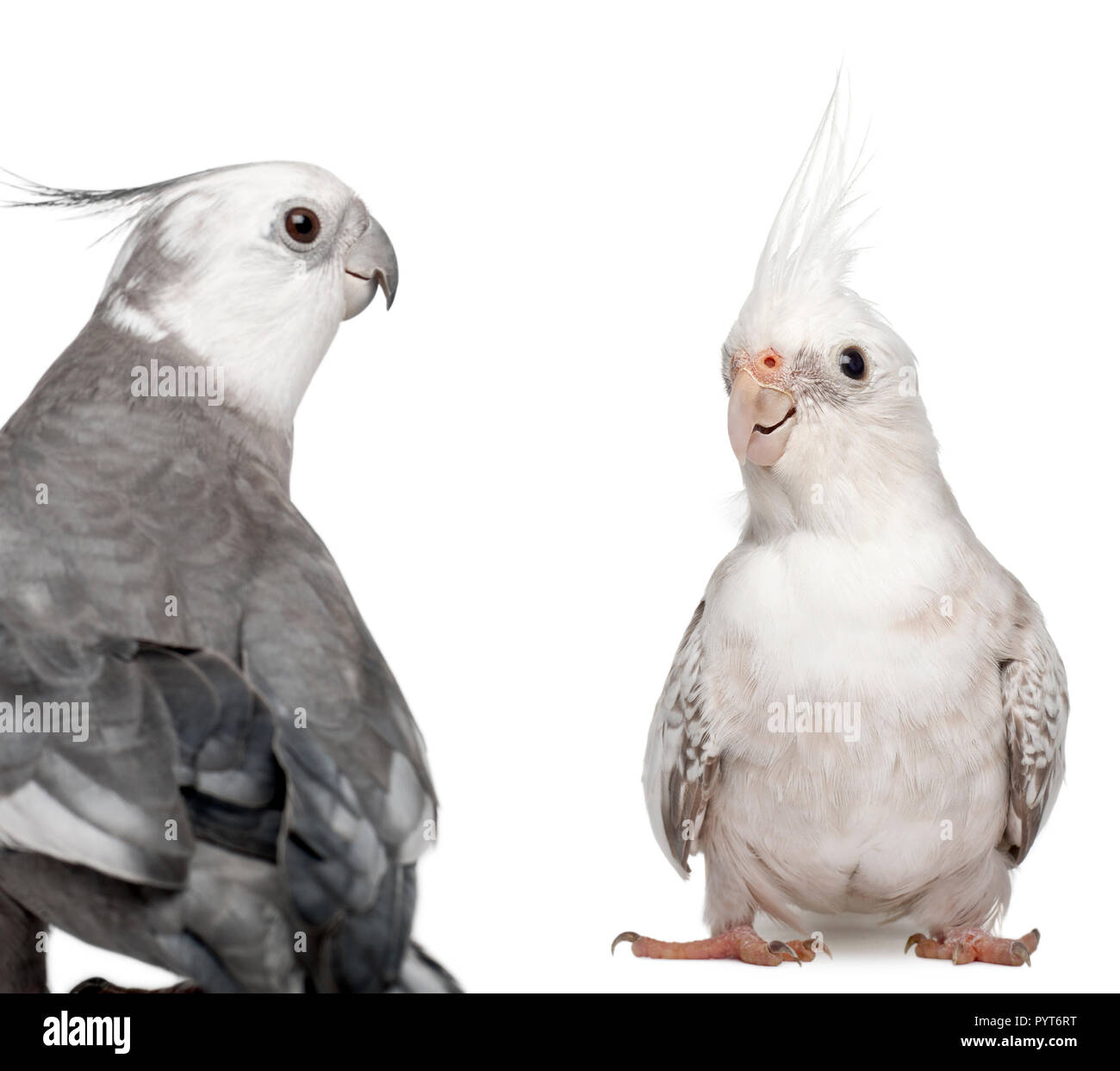 white pearl cockatiel