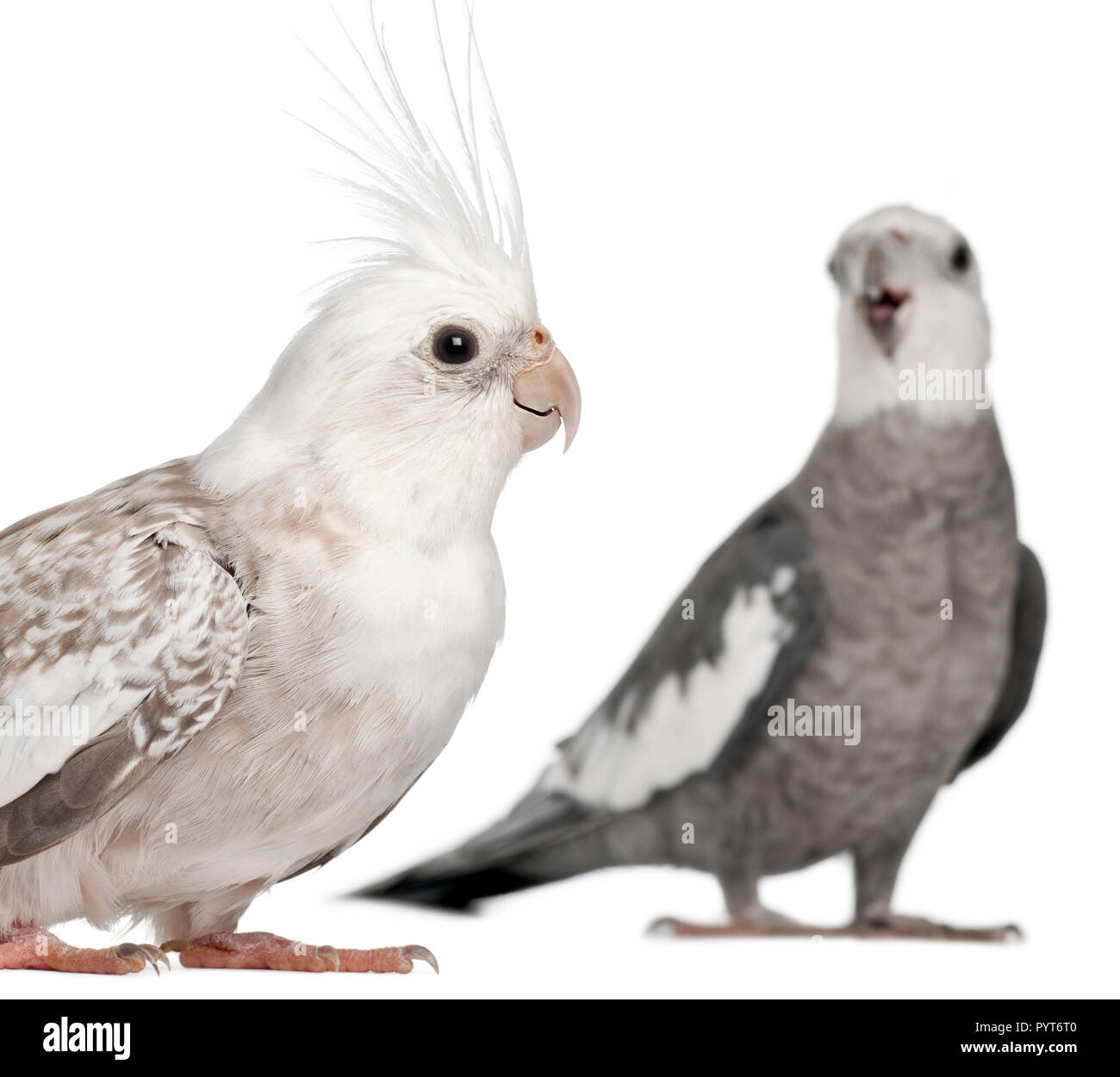 cockatiel bird male and female
