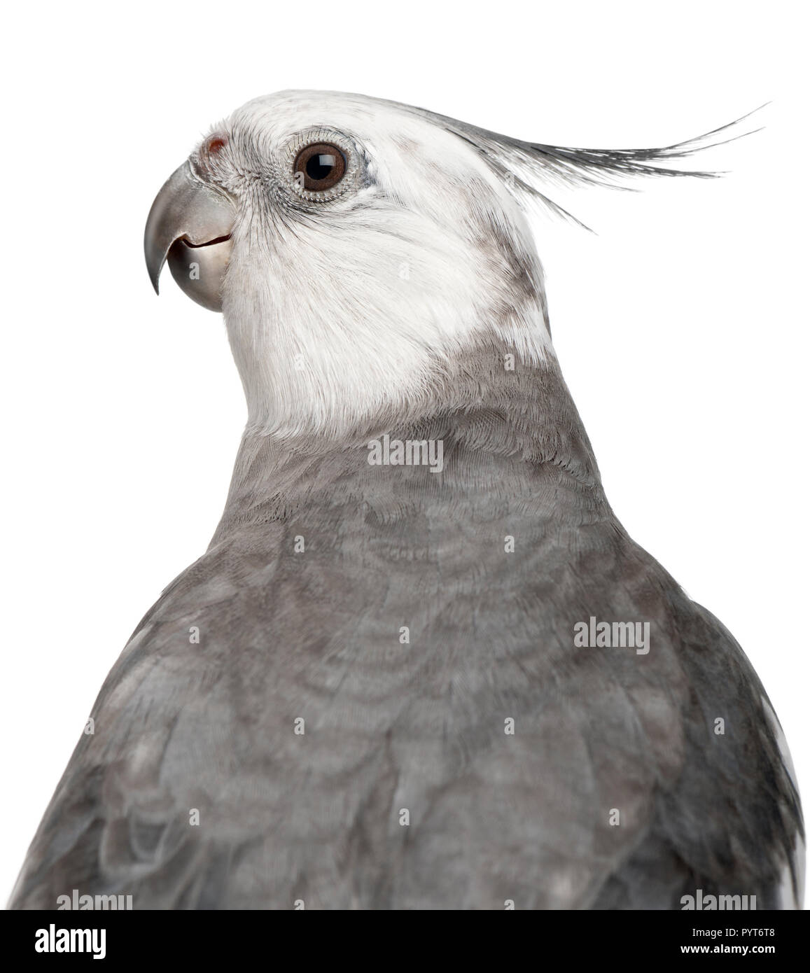 Grey and white cockatiel 2025