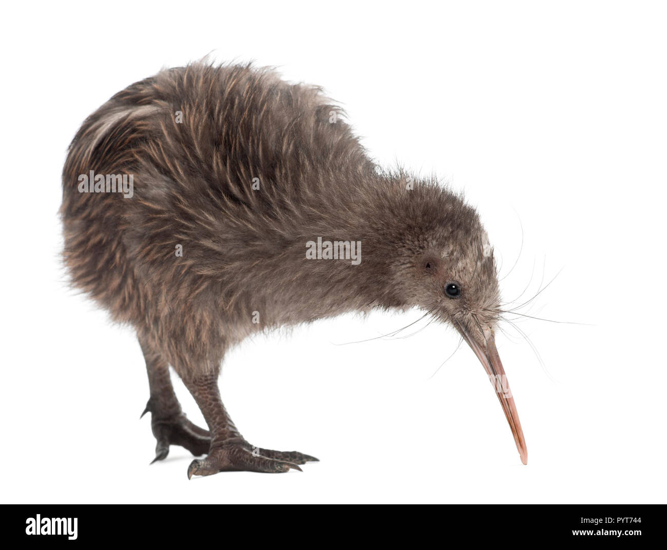 North Island Brown Kiwi, Apteryx mantelli, 5 months old, standing against white background Stock Photo