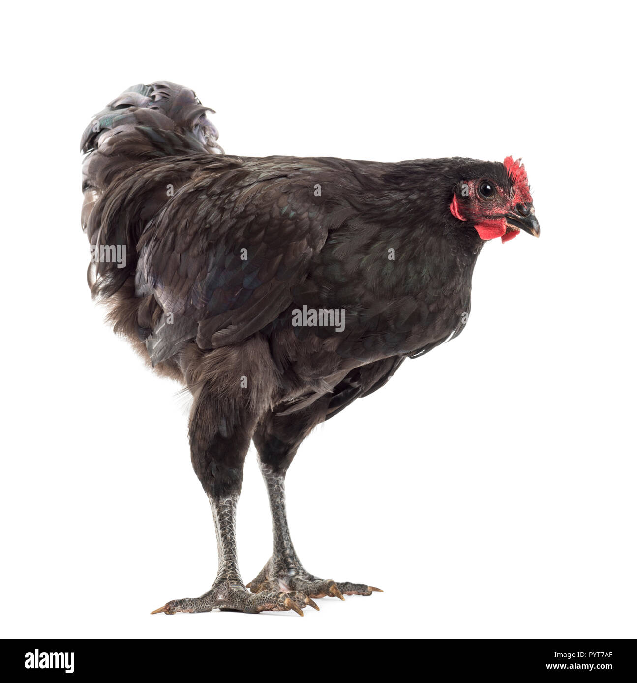 Australorp, 5 months old, against white background Stock Photo