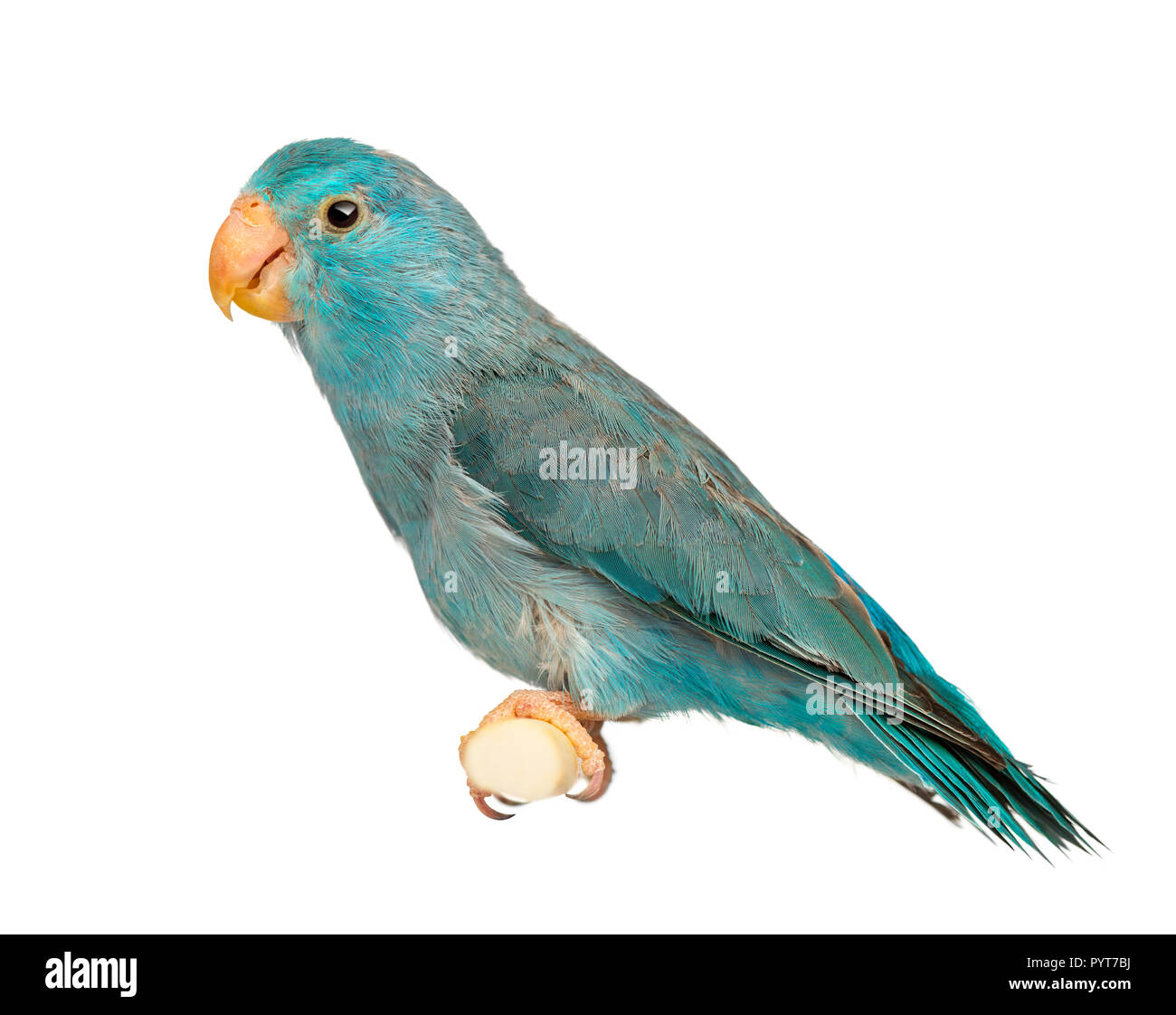 Pacific Parrotlet, Forpus coelestis, perched against white background Stock Photo