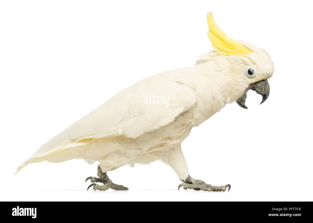 Sulphurcrested Cockatoo, Cacatua galerita, 30 years old, walking with