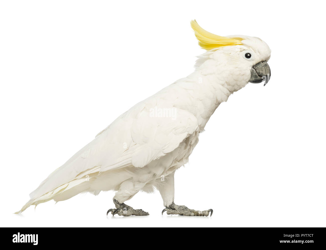Sulphurcrested Cockatoo, Cacatua galerita, 30 years old, walking in
