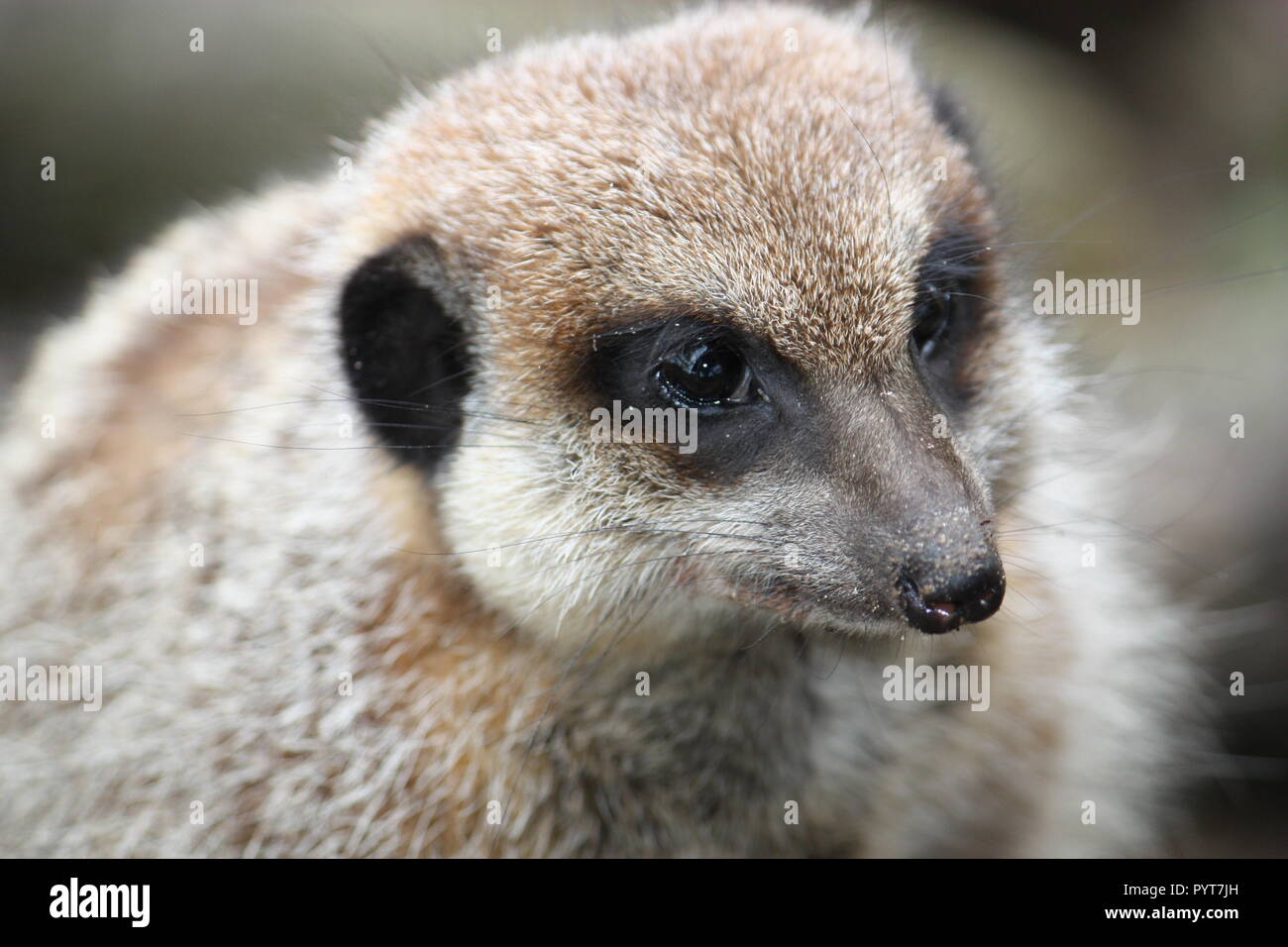 Meerkat Stock Photo