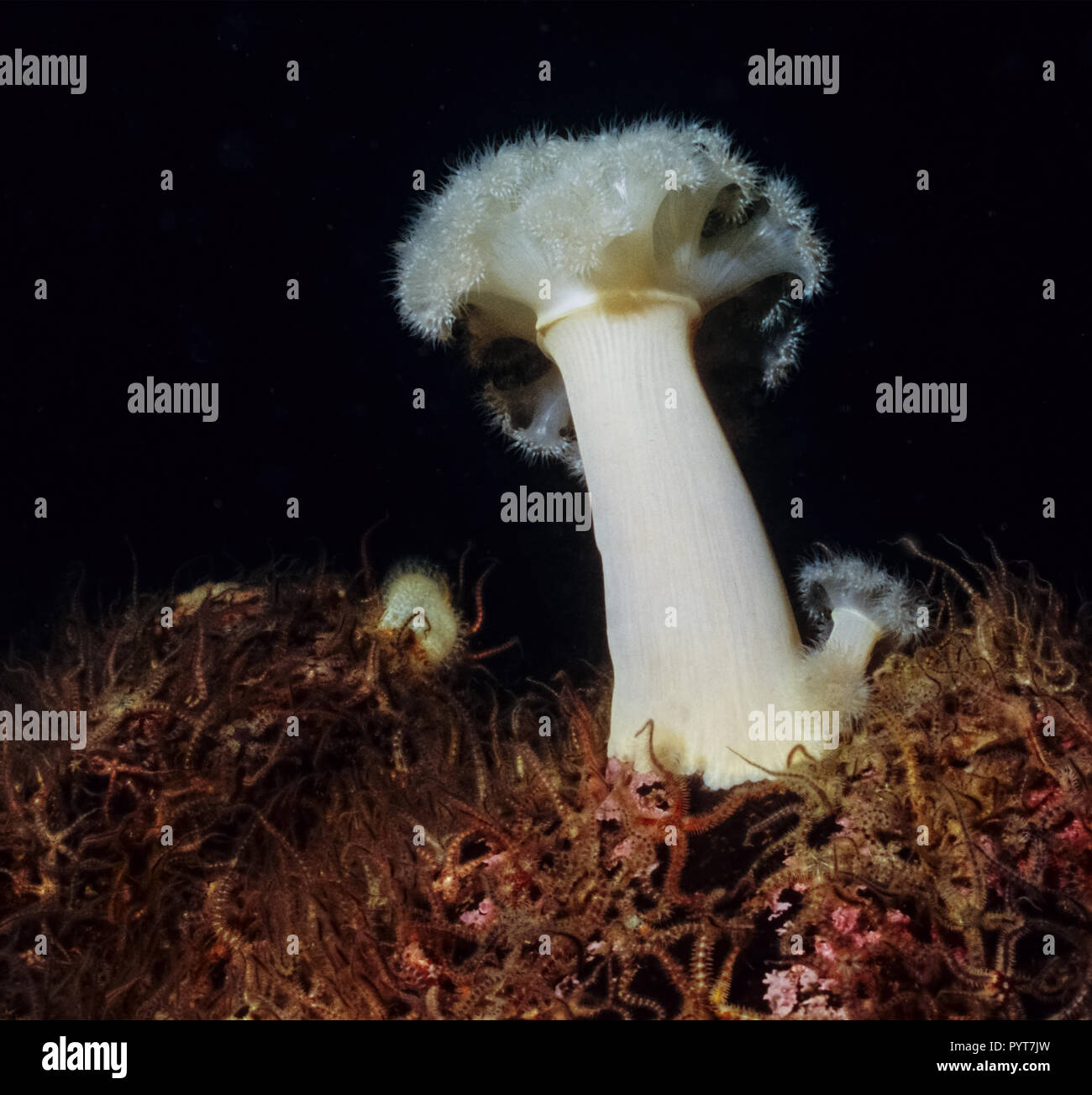 Plumose anemone. Sea Anemone. Metridium Senile. Beautiful stand up anemone Stock Photo