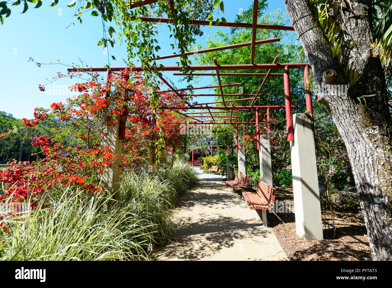 Pergola with red flowers at Centenary Lakes, Cairns, Far North Queensland, FNQ, QLD, Australia Stock Photo