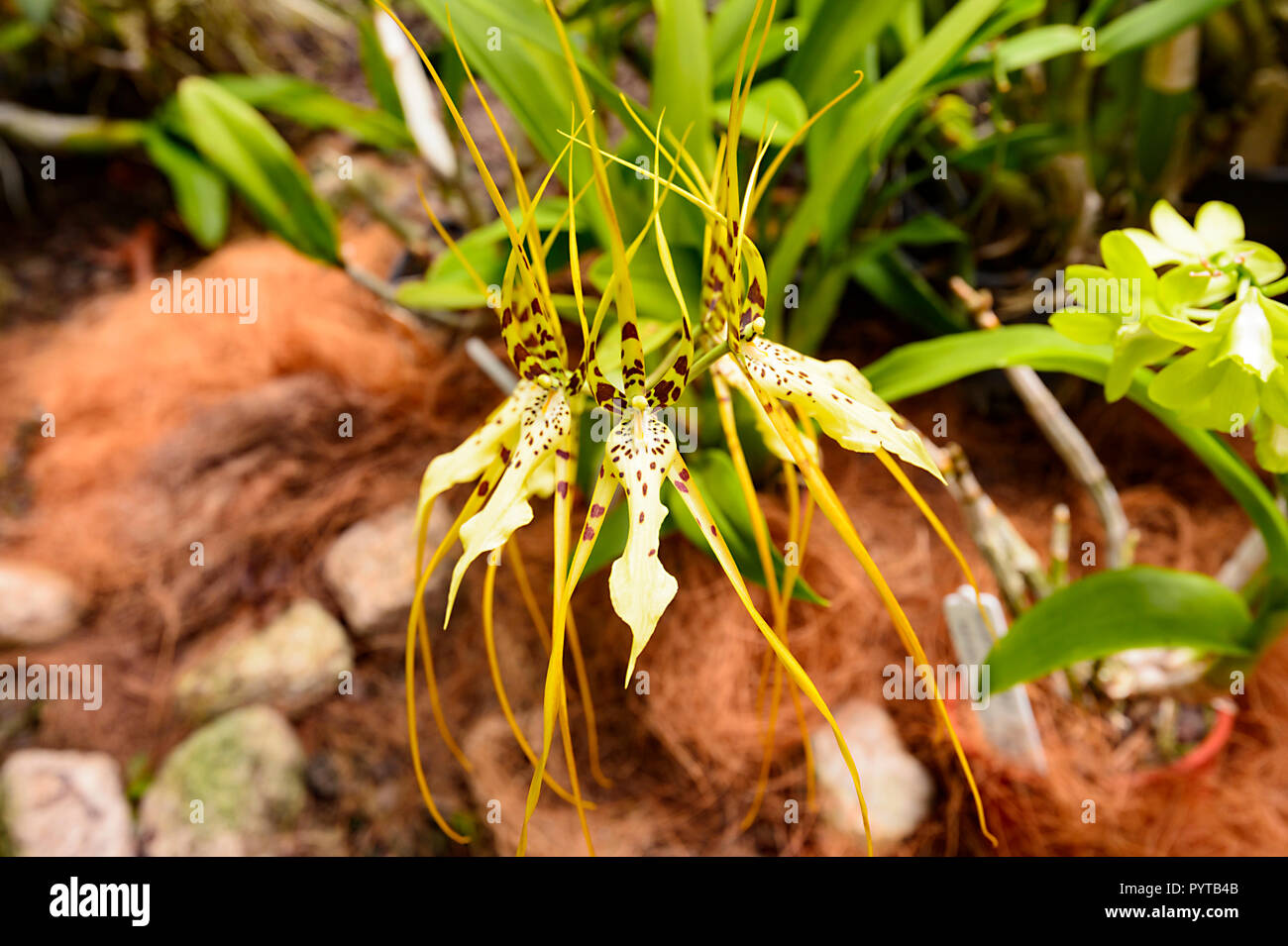 Orchid Brassia longissima x Brassia verrucosa, Onc. Sharry Baby 'Sweet Fragrance', Cairns Botanical Gardens, Cairns, Far North Queensland, FNQ, QLD, A Stock Photo
