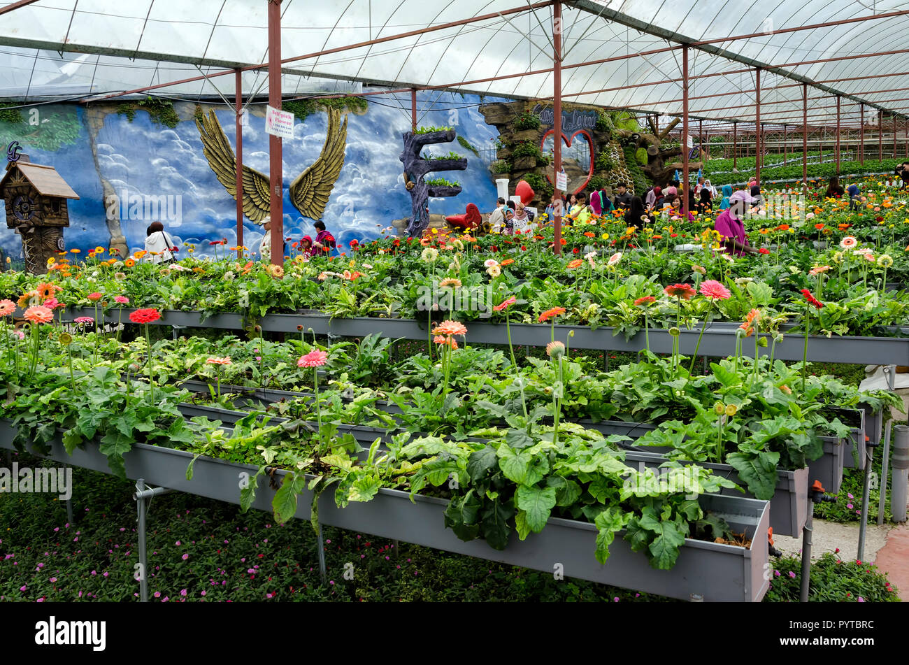 lavender farm cameron highland