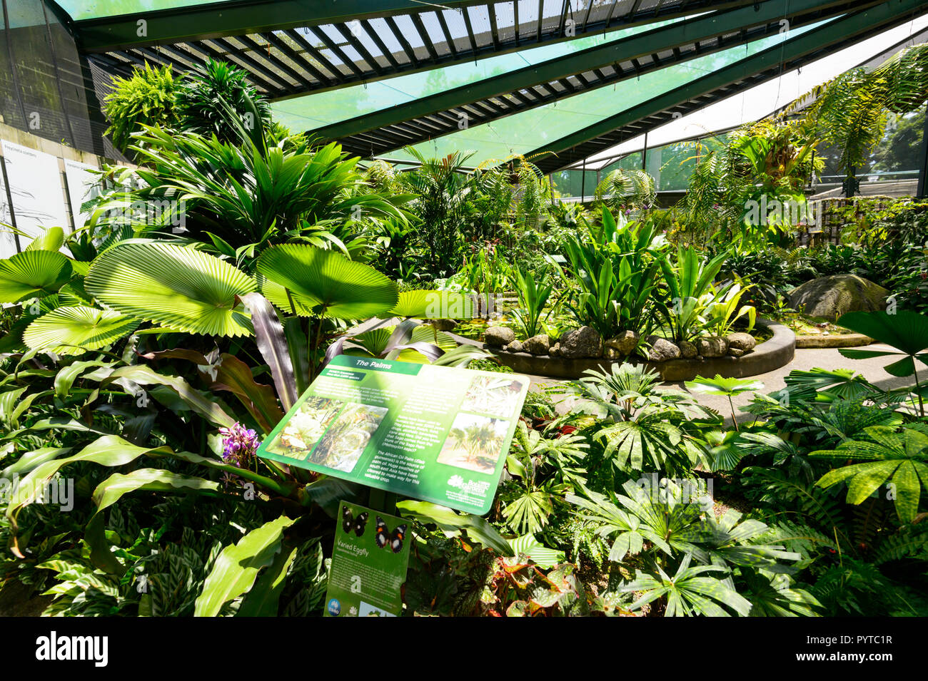 Lush plants display at Watkins Munro Martin Conservatory, Flecker Gardens, Cairns Botanic