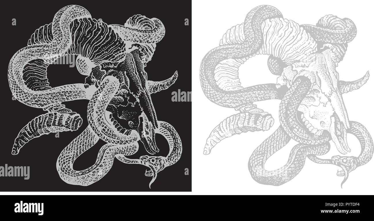 Snake and goat skull. Hand drawn engraving style vector illustration light gray on white and black background. Sticker, poster, t shirt print, tattoo. Stock Vector