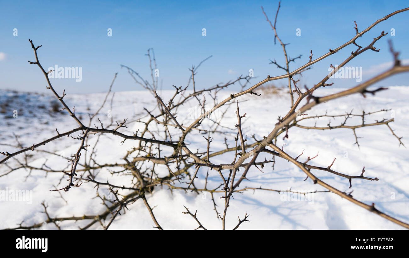 Branches of the tree with a white snow on a background in winter Stock ...