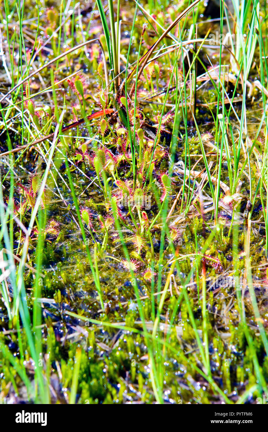 An example of alkaline fens habitat with spoonleaf sundew (Drosera intermedia). Stock Photo