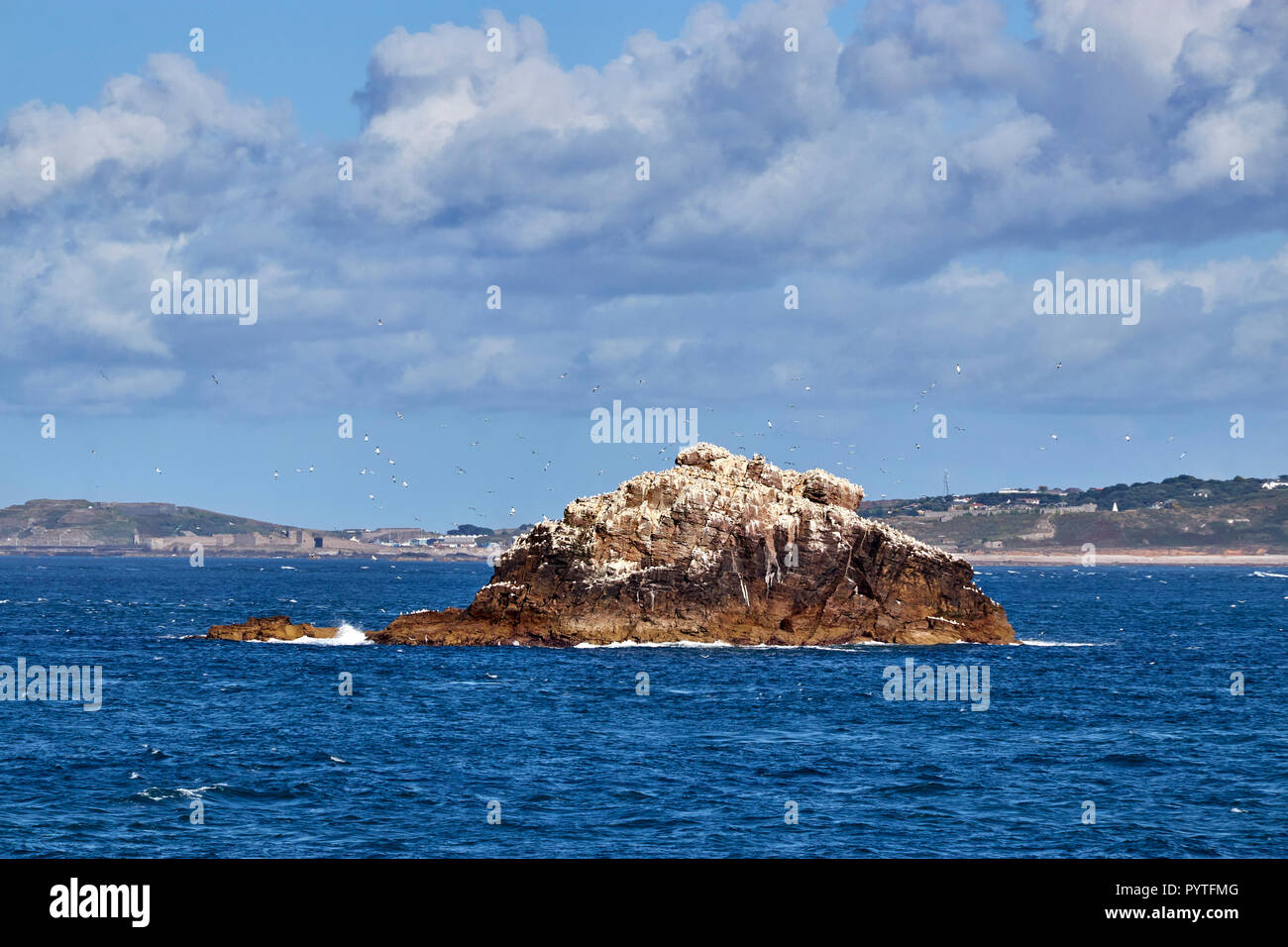 This is an image of a rock used by Gannets for roosting. Taken of the West coast of Alderney Stock Photo