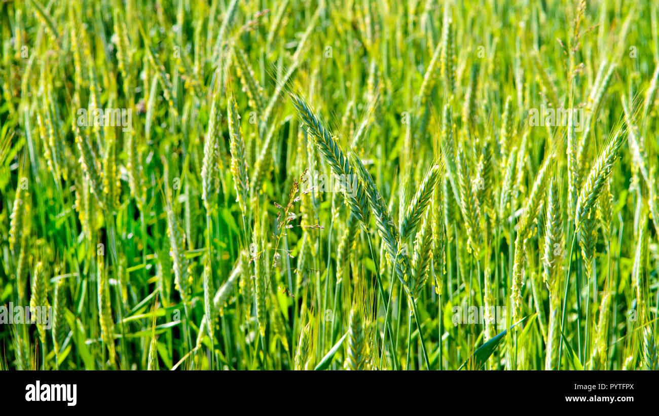 Cornfield weed hi-res stock photography and images - Alamy