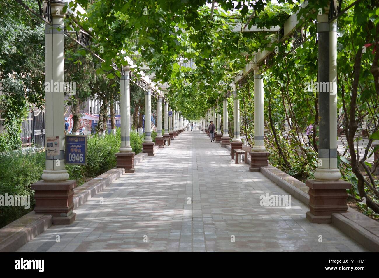 Street with pillars and grape plants in Turpan Xinjiang Stock Photo