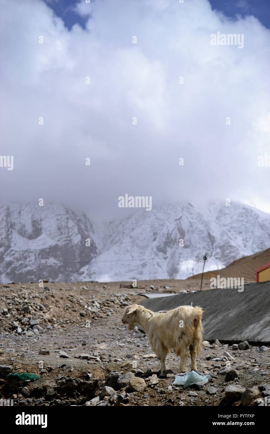Xinjiang goat in the mountains, Xinjiang, Kashgar China Stock Photo