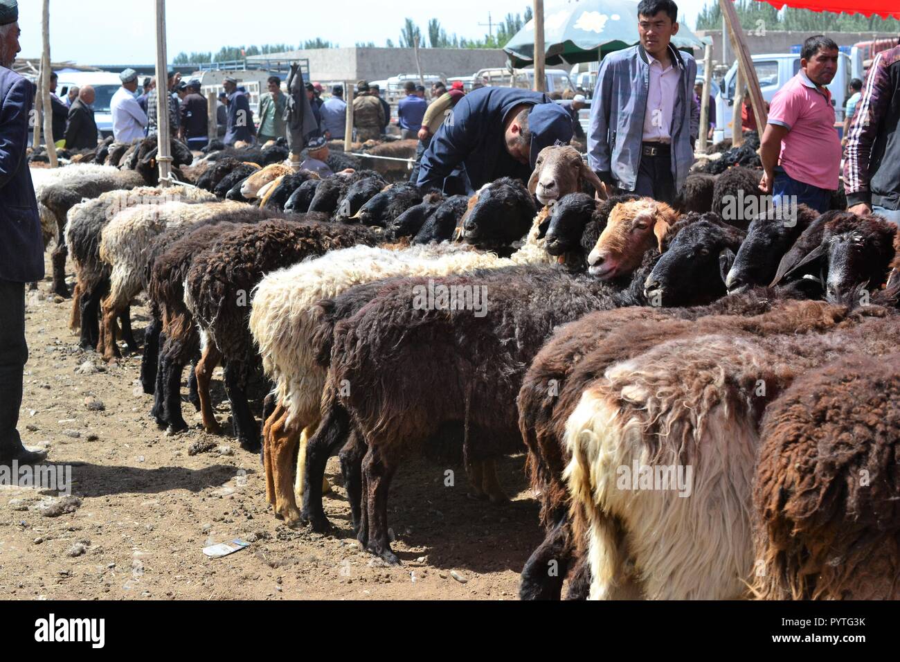 Sunday Livestock bazaar market in Kashgar, Kashi, Xinjiang, China, Uyghur autonomous region Stock Photo