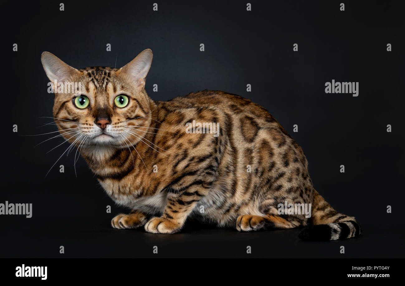 Handsome shiny young adult male Bengal cat, laying down looking straight in camera, isolated on black background Stock Photo