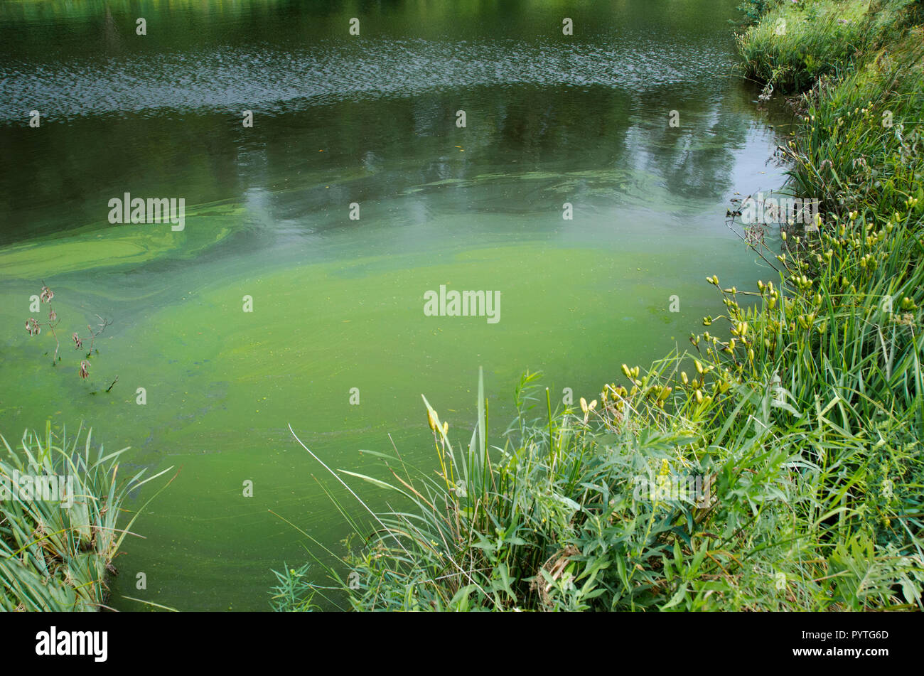 blue green algae in a pond Stock Photo