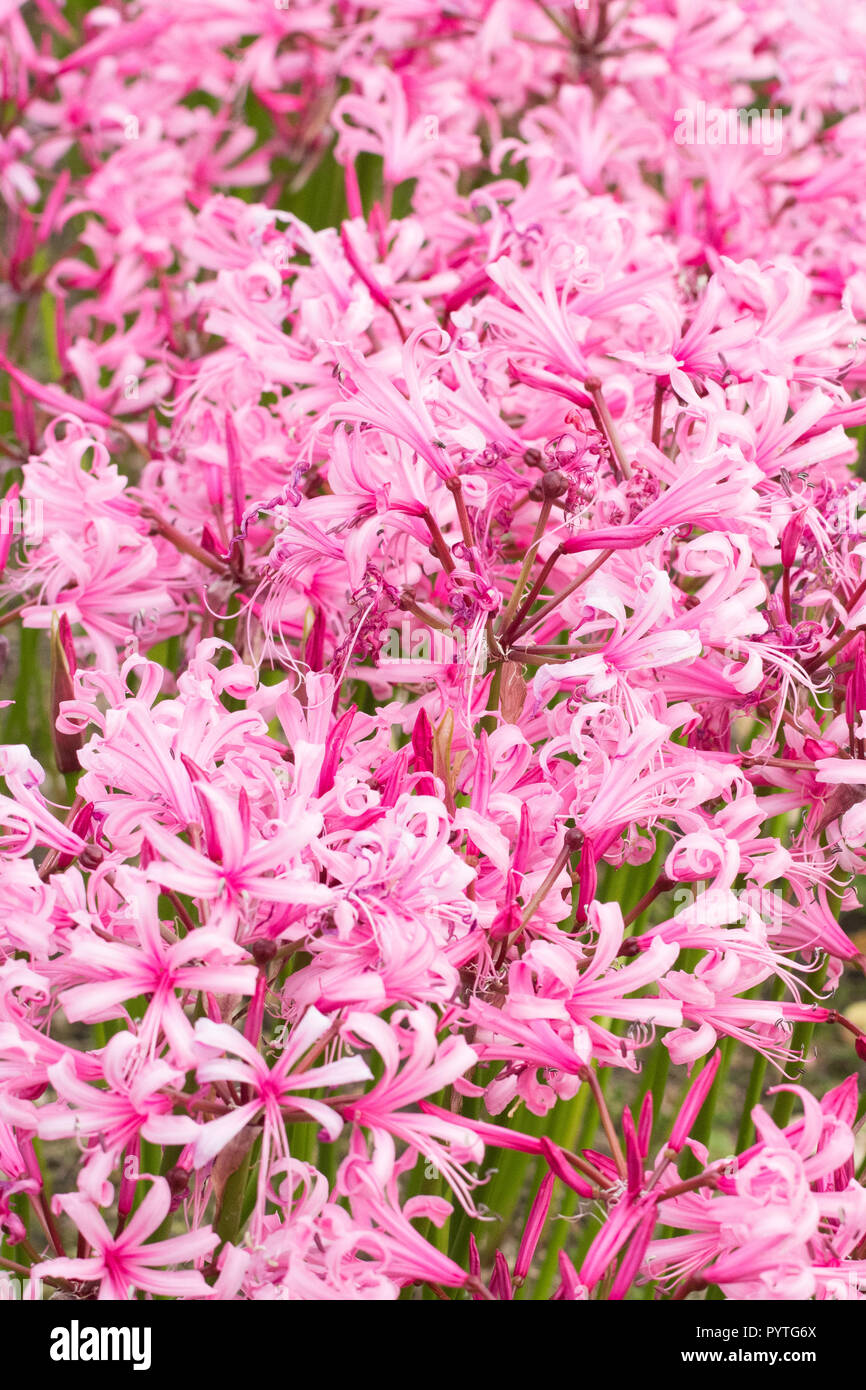 nerine bodenii Guernsey Lily - UK Stock Photo