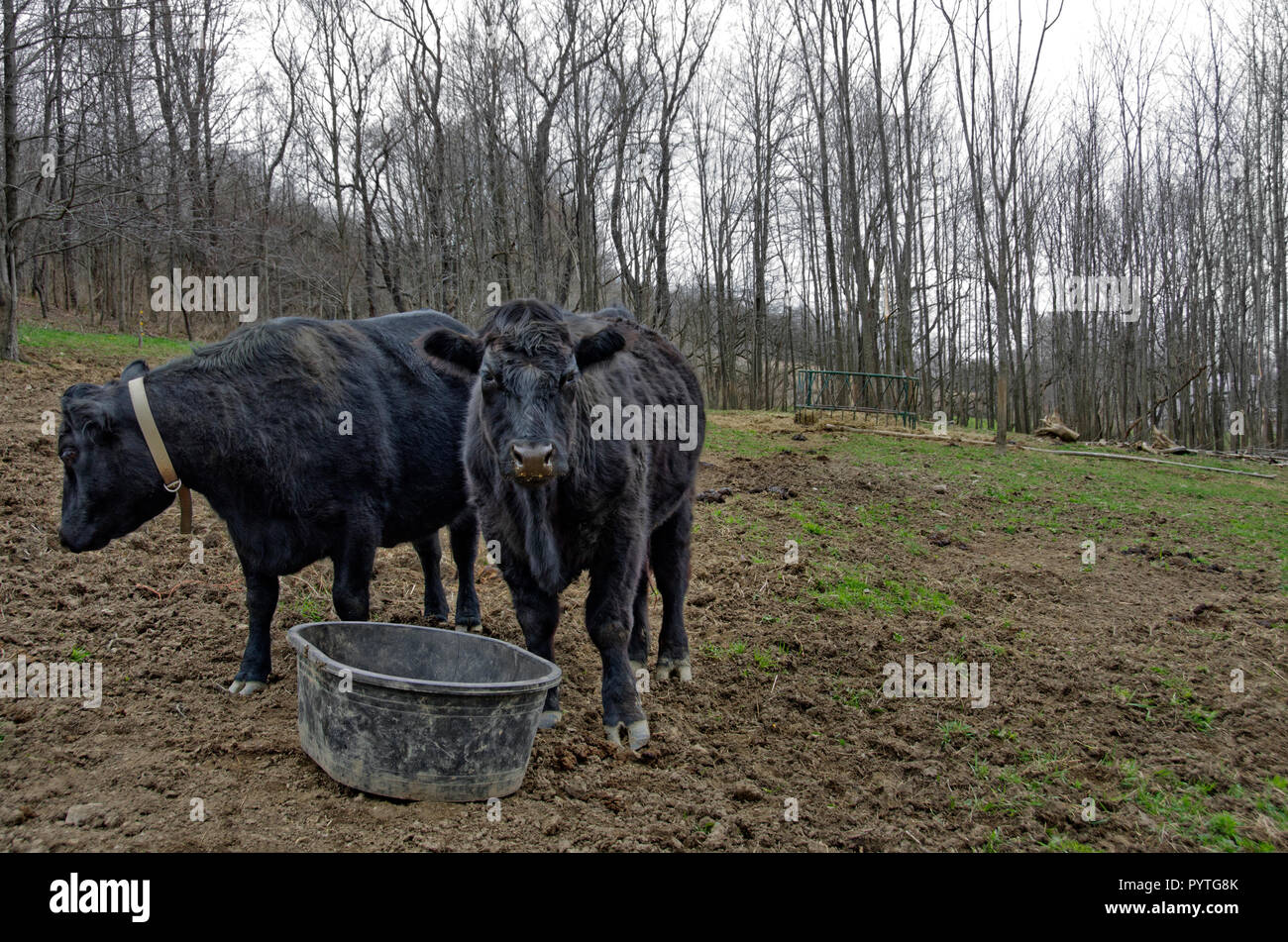 Two bulls standing near a feeding bucket Stock Photo