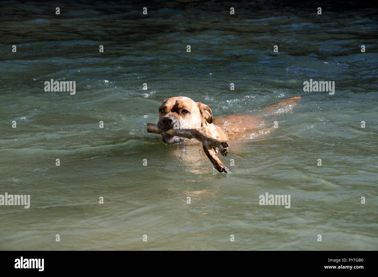 A boxer dog swimming and carrying a large stick Stock Photo