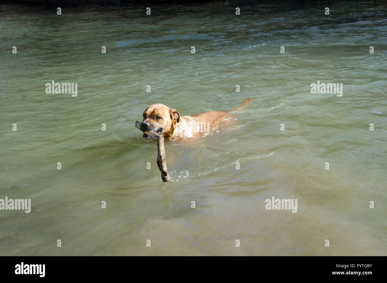 A boxer dog swimming and carrying a large stick Stock Photo