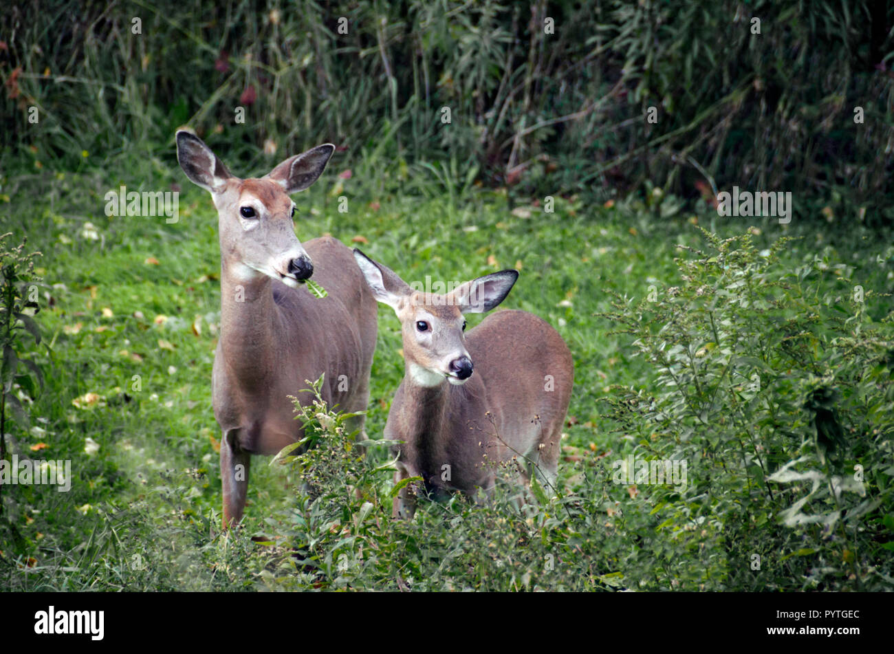 Closeup of a mother and baby deer, doe and fawn, standing together in a grassy field Stock Photo