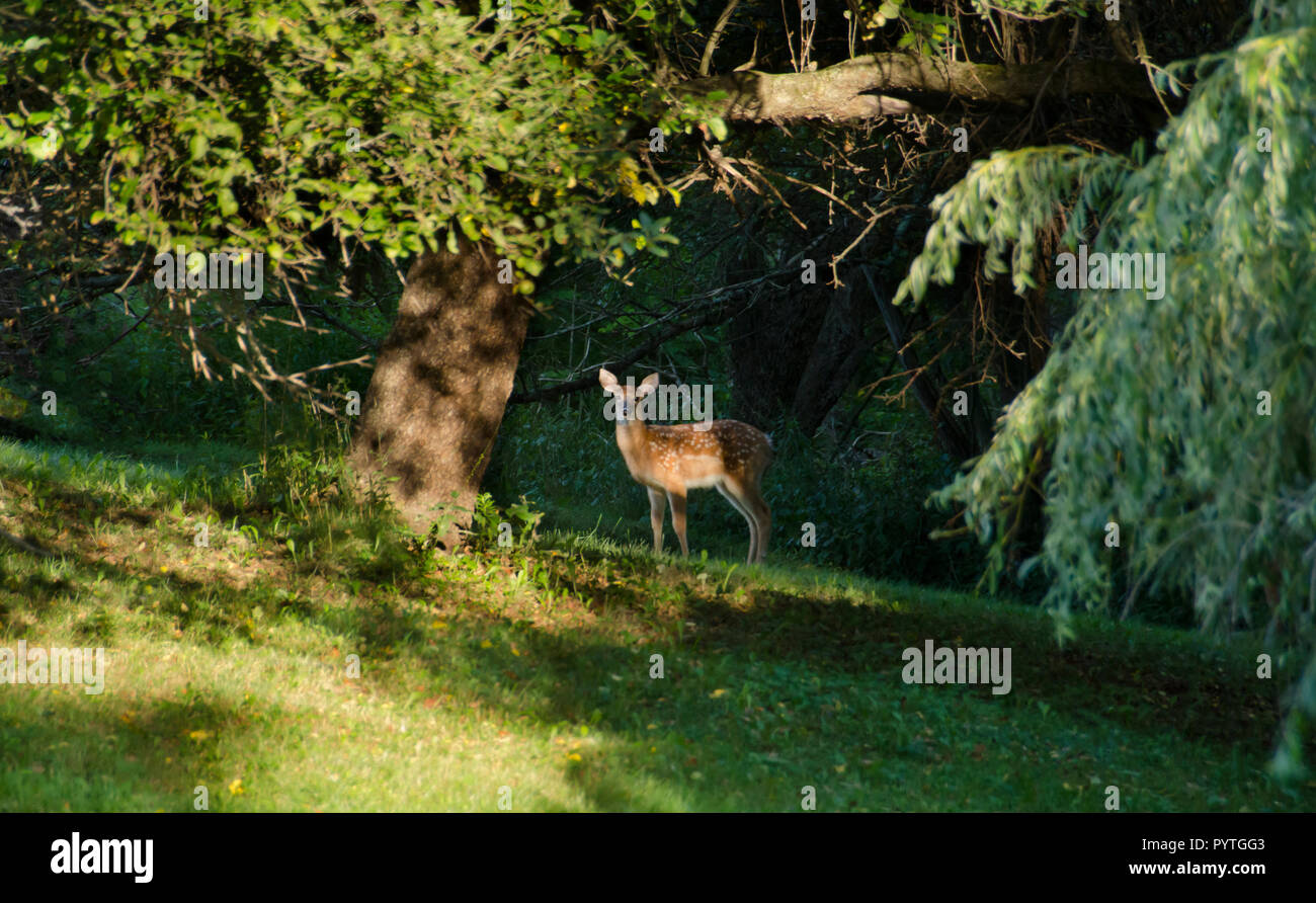 A deer standing far off, looking at the camera Stock Photo