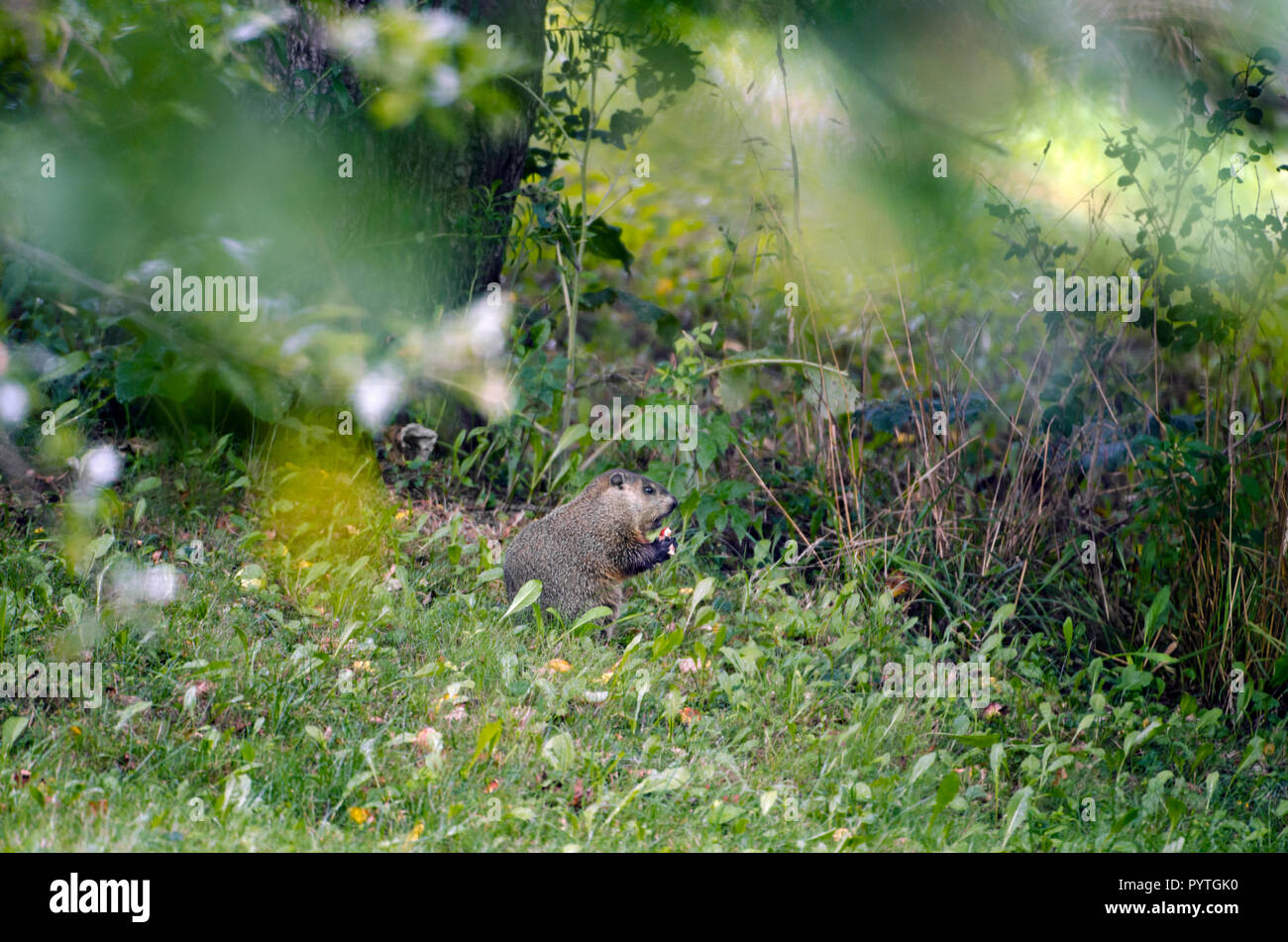 Groundhog or woodchuck eating an apple Stock Photo