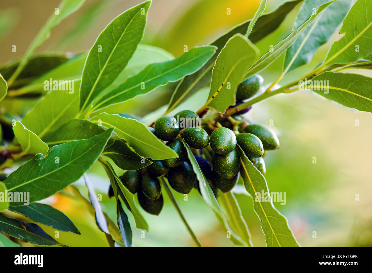 Fruits and foliage of Bay laurel (Laurus nobilis). Stock Photo
