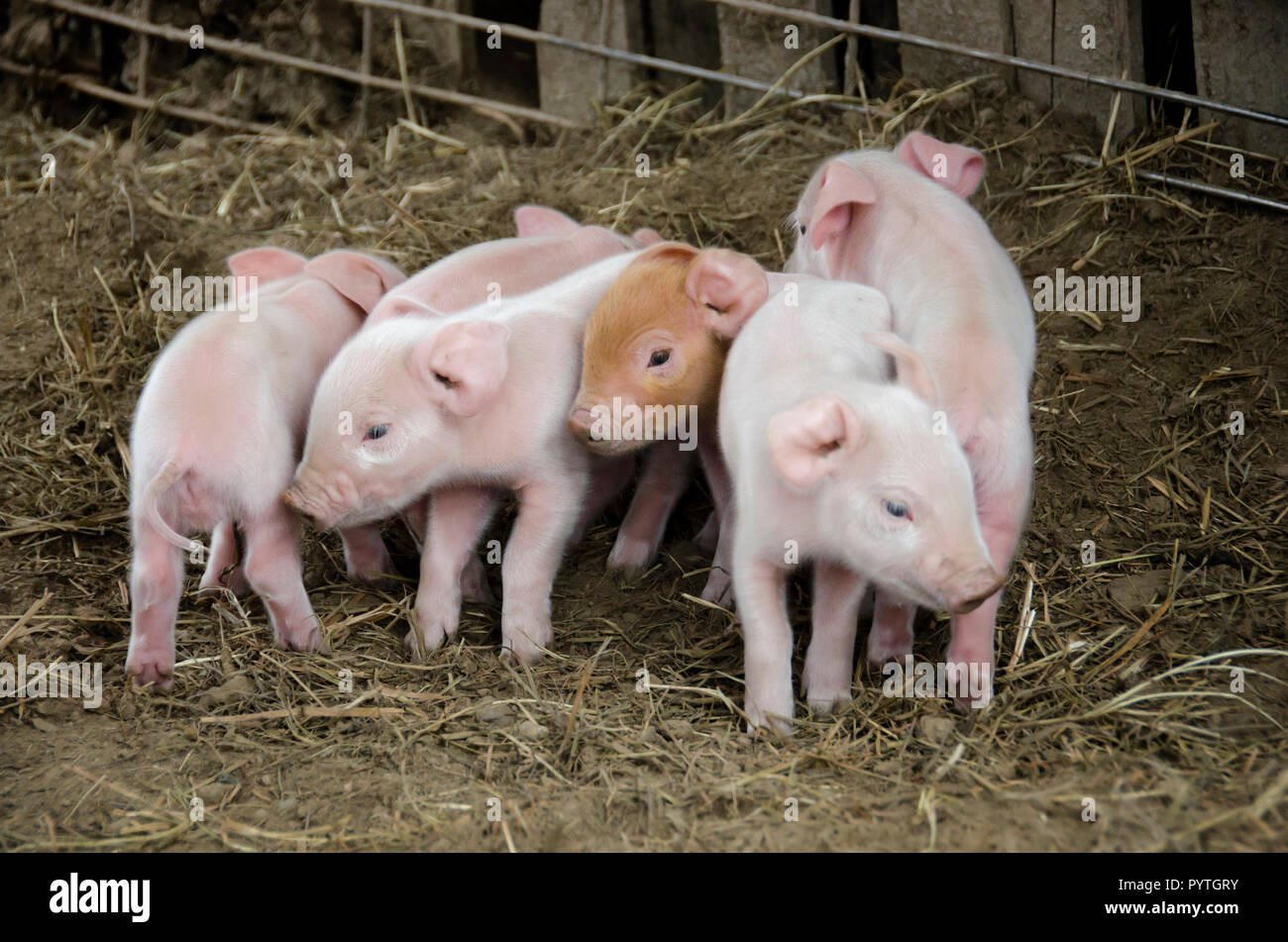 A group of piglets huddled together in a barn Stock Photo
