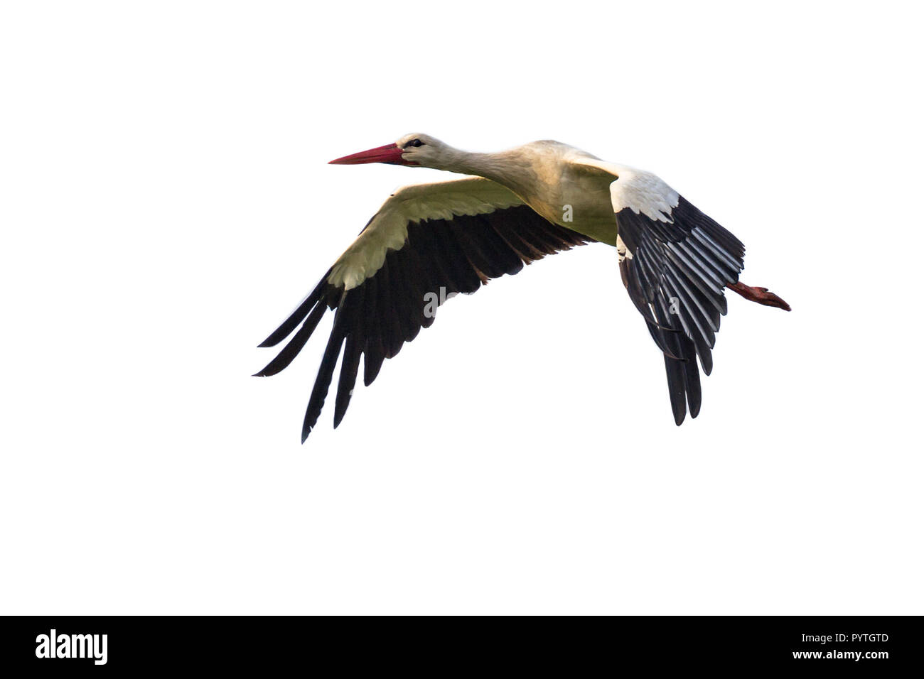 Flying Stork (Ciconia ciconia) on white background Stock Photo