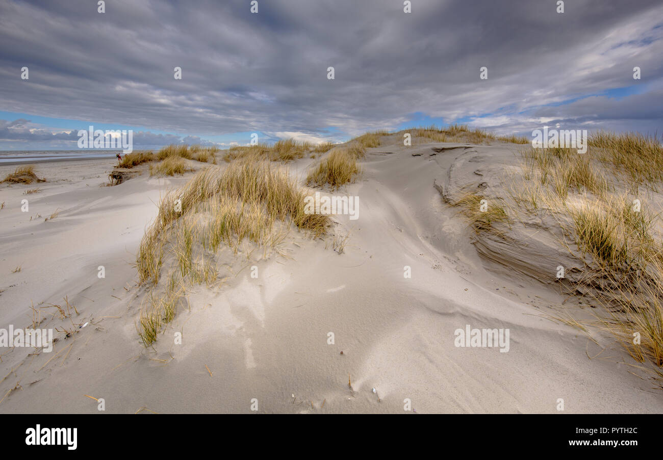 Young coastal Dunes on uninhabited Rottumerplaat island in the Waddensea, Netherlands Stock Photo