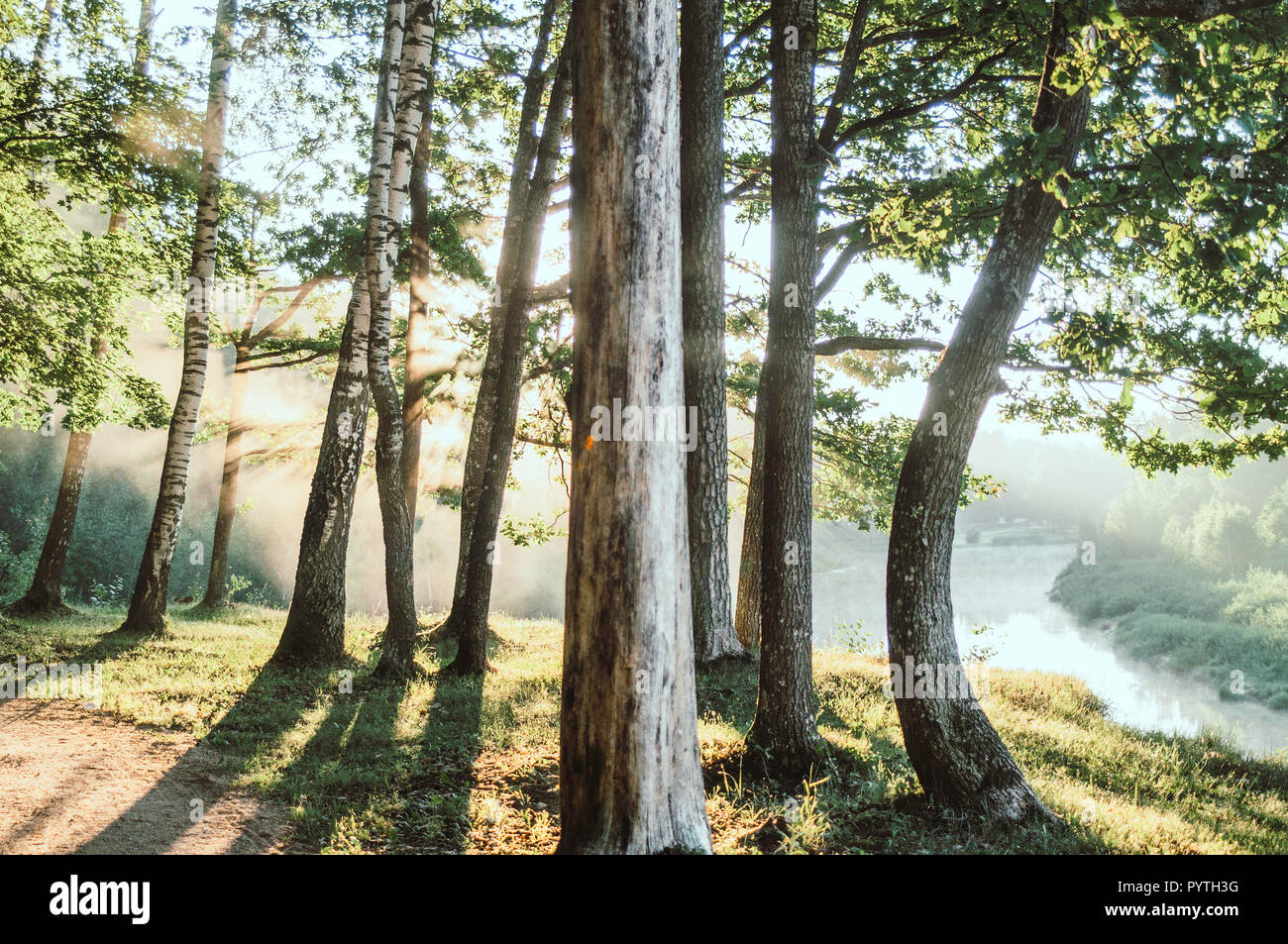 Sun rays shines trough the tree trunks. Early summer morning. Stock Photo