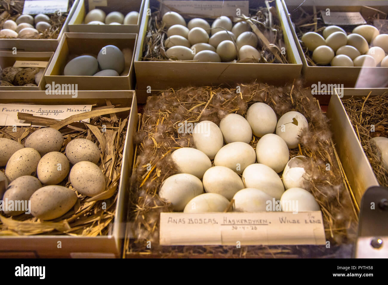 DENEKAMP, NETHERLANDS - JULY 25, 2016: Museum of natural history Natura Docet with show case with eggs in nests of various bird species Stock Photo