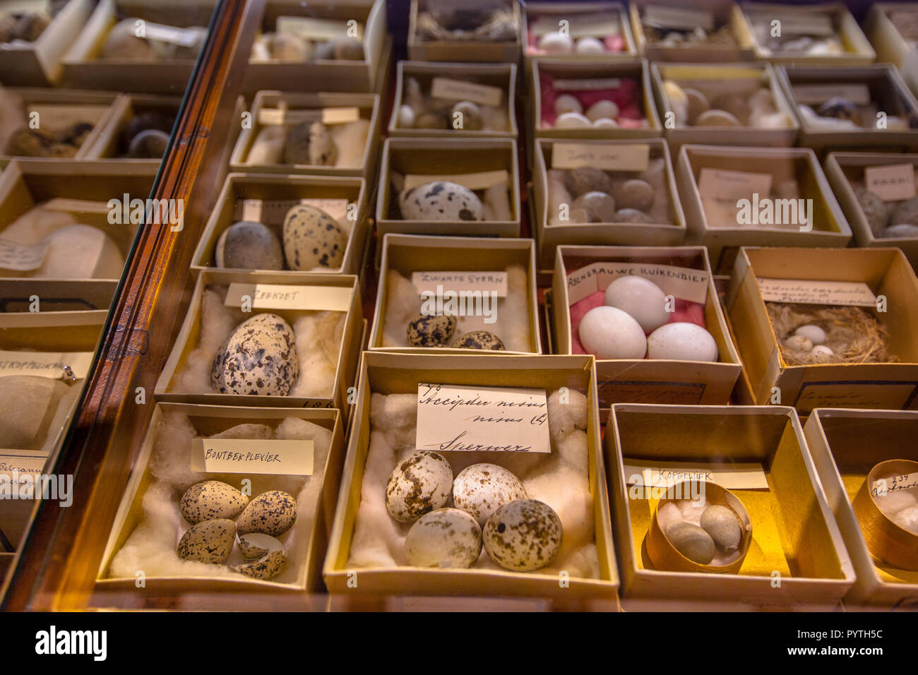 DENEKAMP, NETHERLANDS - JULY 25, 2016: Museum of natural history Natura Docet with show case with eggs of various bird species Stock Photo
