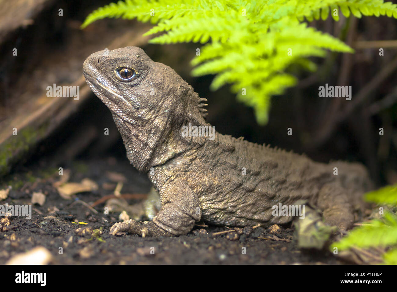 Tuatara, the living fossil, is a native and endemic reptile in new zealand. Animal in natural environment Stock Photo