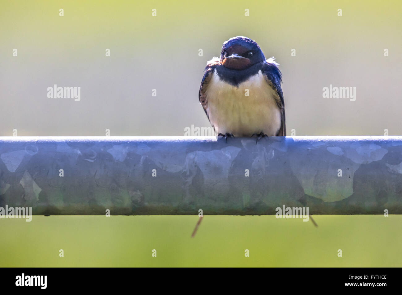 Frontal view of Barn swallow (Hirundo rustica) perched on metal pipe of gate with bright green background Stock Photo