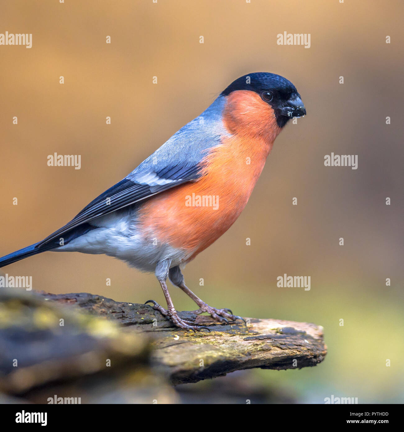 Common or Eurasian bullfinch (Pyrrhula pyrrhula) perched on log. This is a small passerine bird breeding across Europe and temperate Asia. Stock Photo