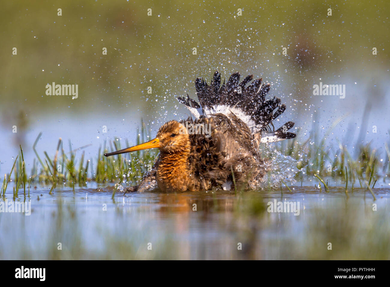 Black-tailed Godwit (Limosa limosa) wader bird washing in water and splashing. Breeding habitat is present in the Dutch coastal areas. About half of t Stock Photo