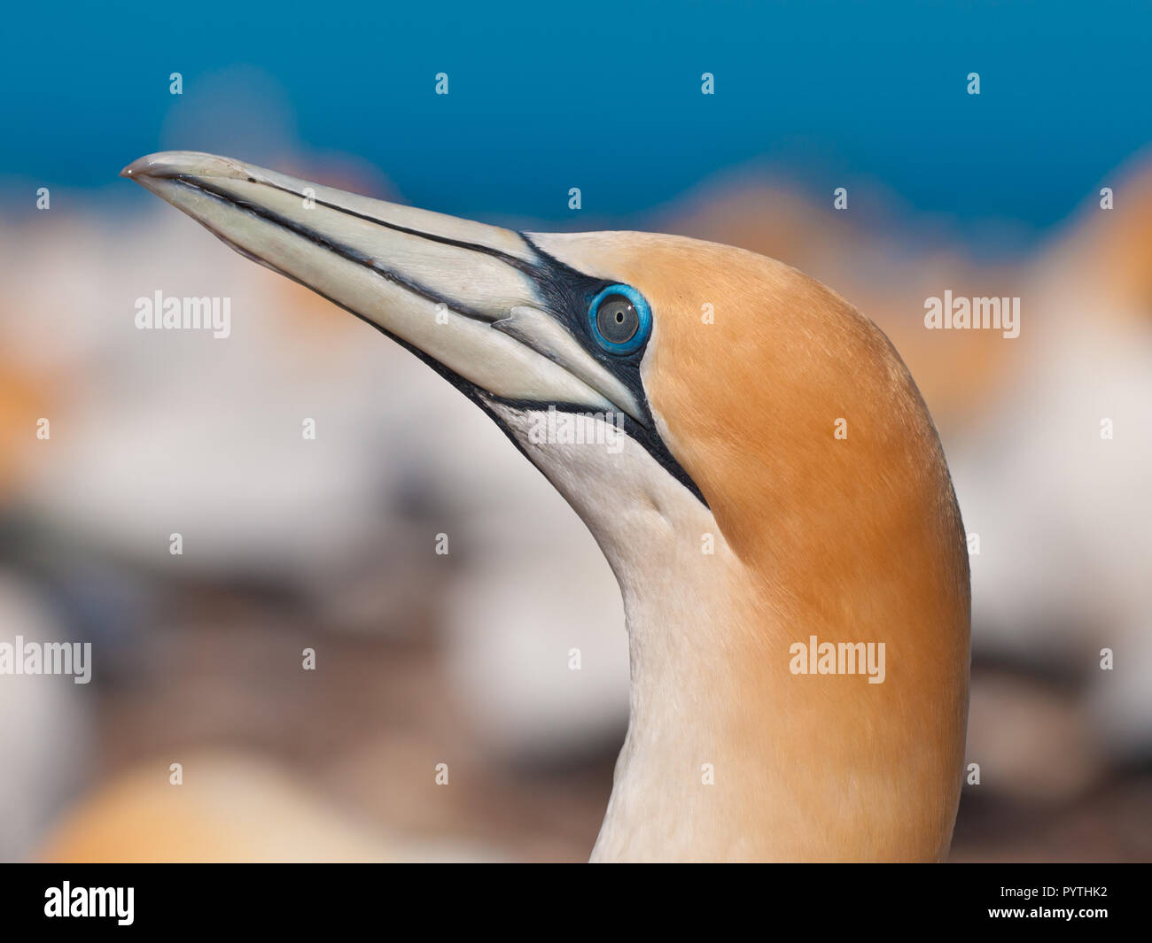 Head of Australasian Gannet (Morus bassanus) in breeding colony of Cape Kidnappers, New Zealand Stock Photo