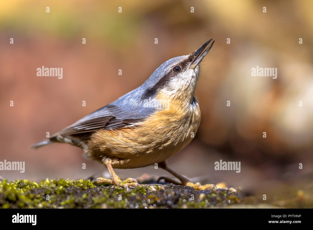 European Nuthatch (Sitta europaea) on the forest floor in typical pose. This bird is a memeber of the woodpecker family. Stock Photo