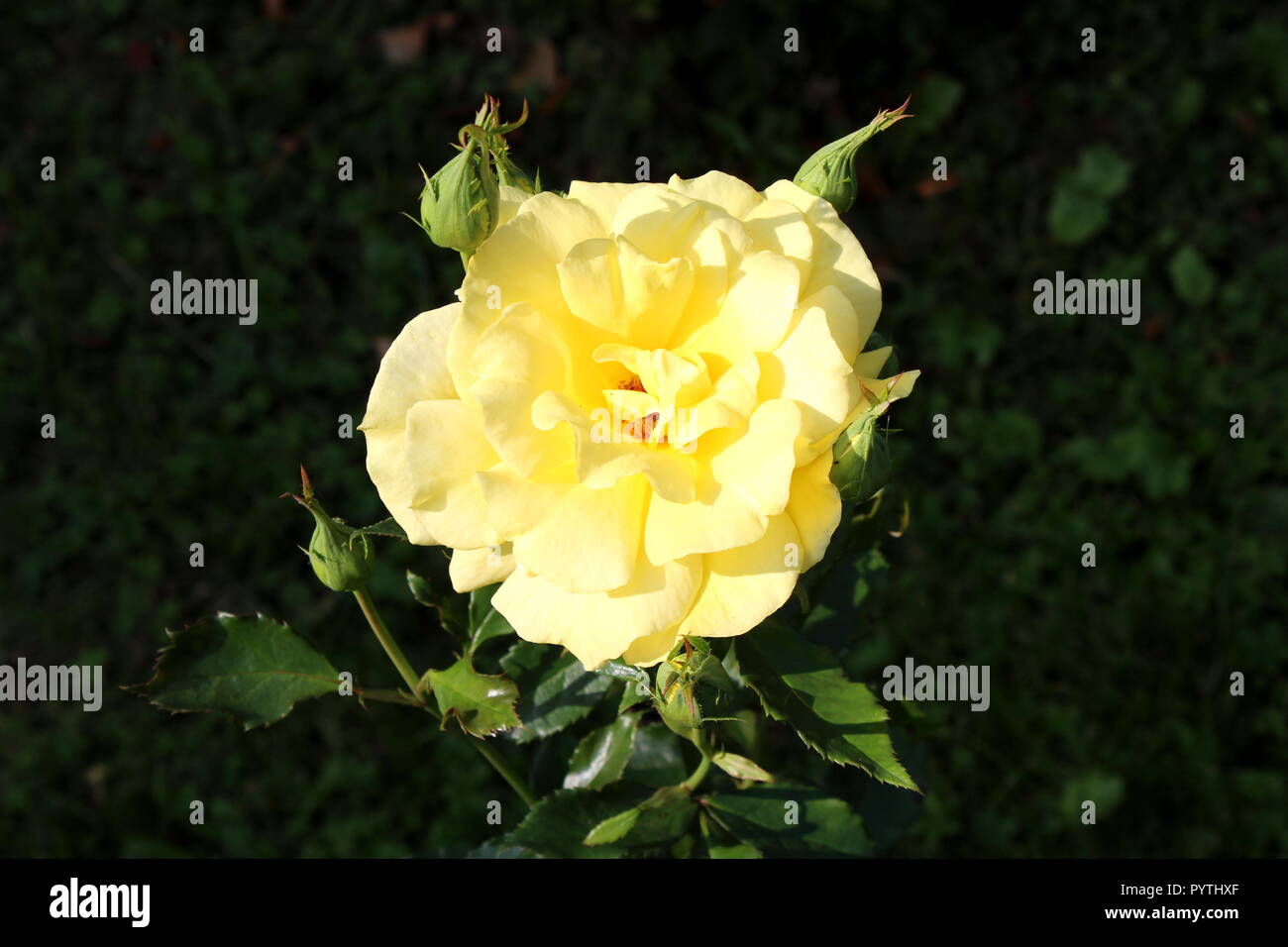 Yellow Roses Multipetals Bright yellow blooming rose with dense petals surrounded with multiple ...